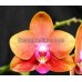 Орхидея 2 ветки (Tying_Shin_Cupid)